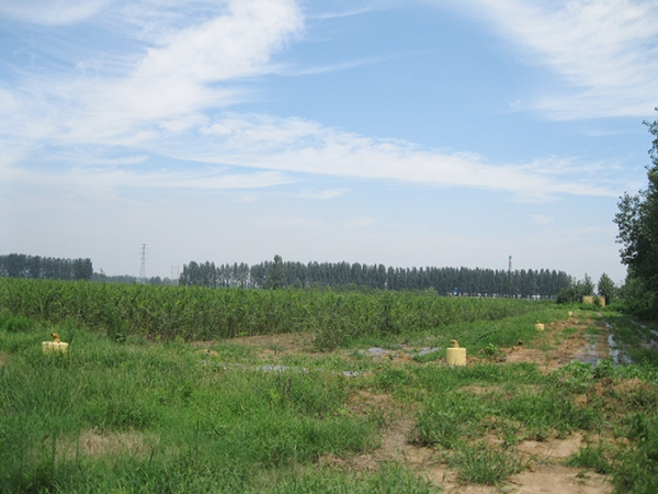 铸铁给水栓——罗庄区农业综合开发项目区