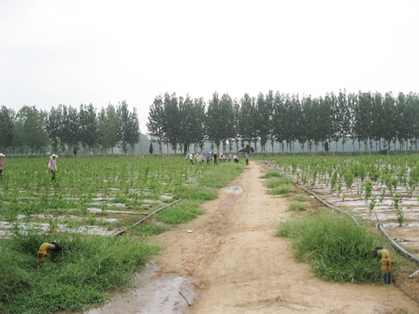 铸铁蝶阀式给水栓——郯城县农业综合开发项目区